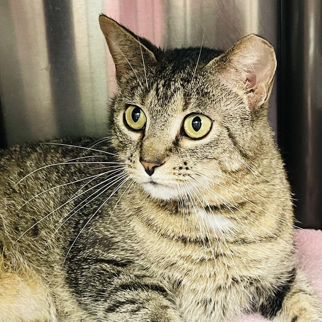 Enlarge Celeste, a Adoptable Domestic Short Hair in Columbia Station, OH image 3/6