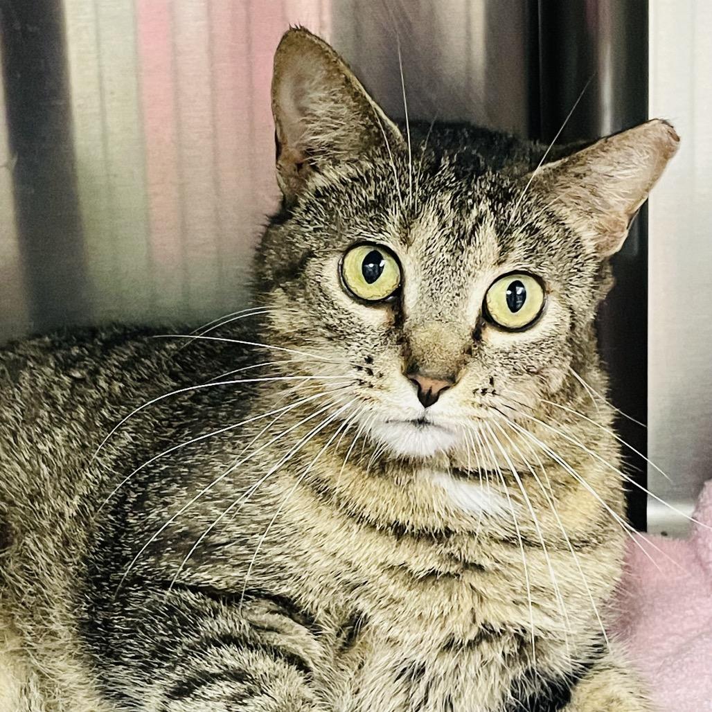 Enlarge Celeste, a Adoptable Domestic Short Hair in Columbia Station, OH image 4/6