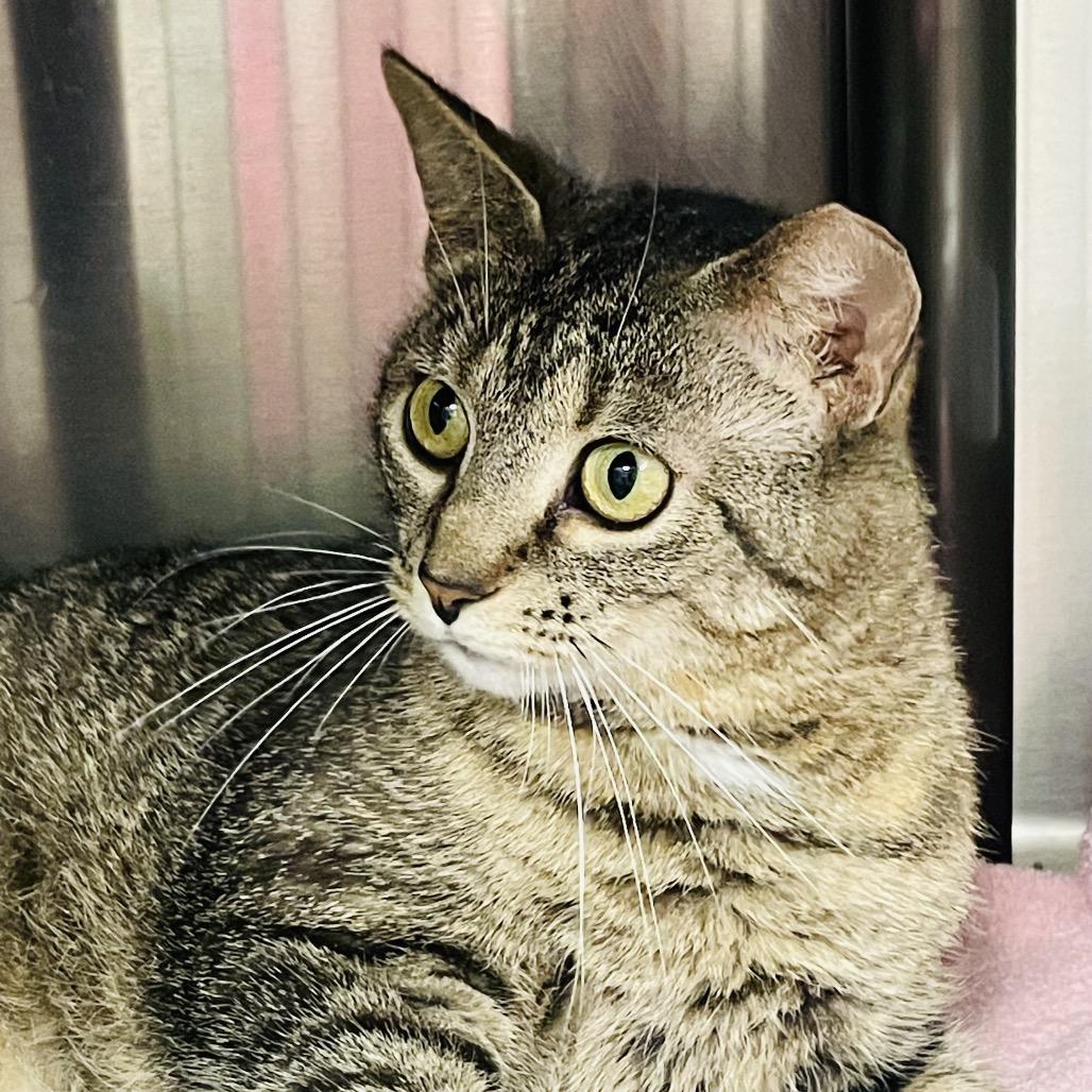 Enlarge Celeste, a Adoptable Domestic Short Hair in Columbia Station, OH image 5/6