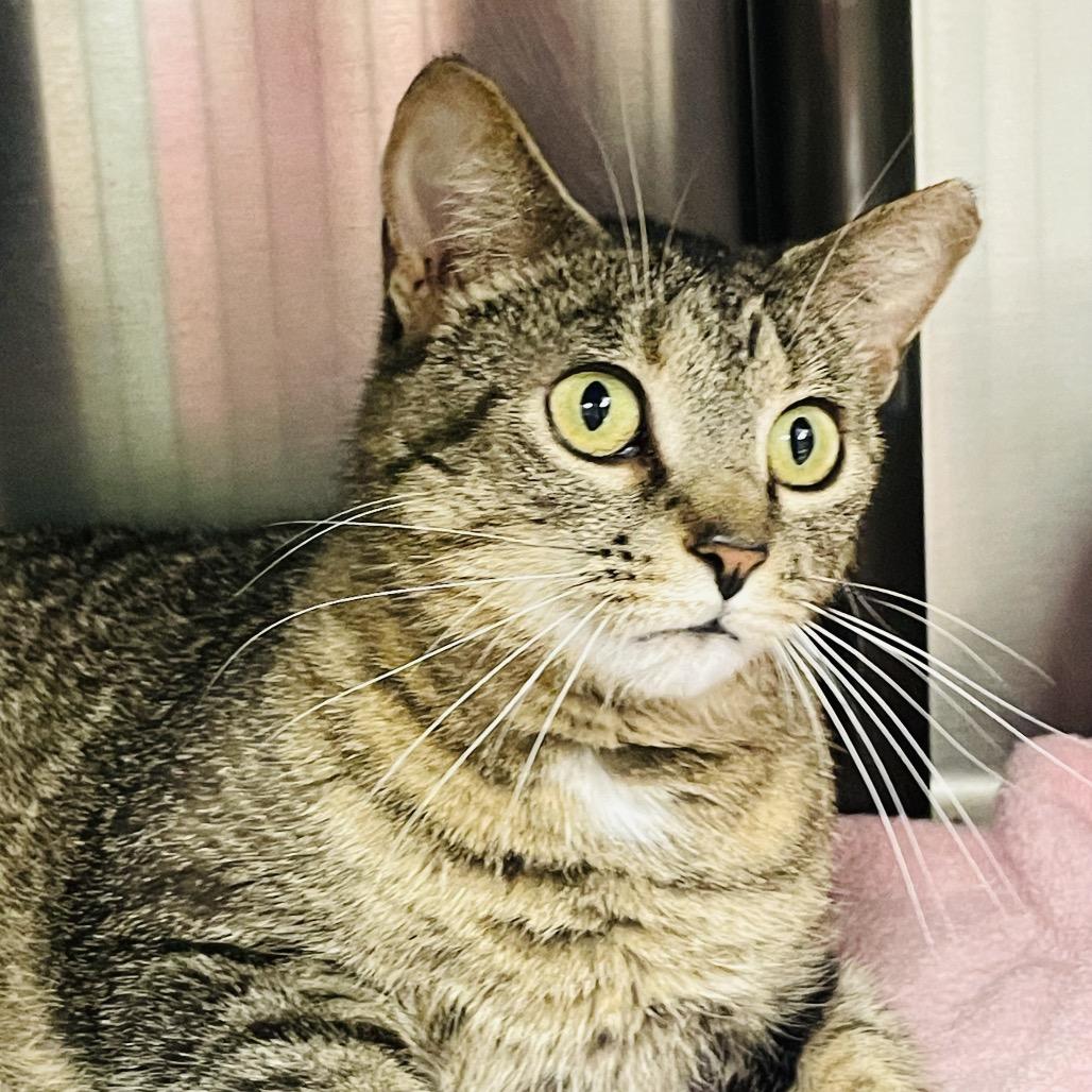 Enlarge Celeste, a Adoptable Domestic Short Hair in Columbia Station, OH image 6/6