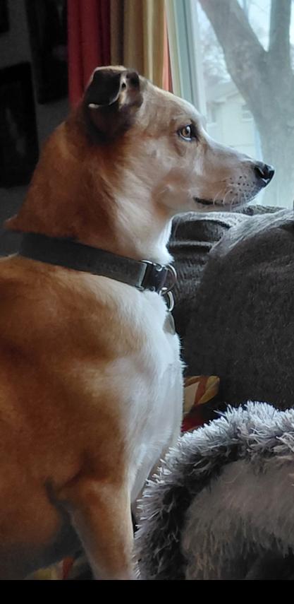 Enlarge Churro!, an adopted mixed breed in Omaha, NE image 3/3