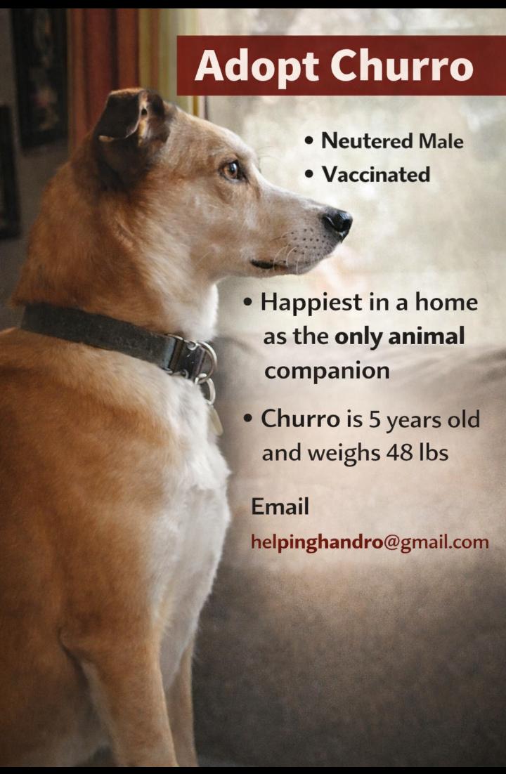 Enlarge Churro!, an adopted mixed breed in Omaha, NE image 1/3