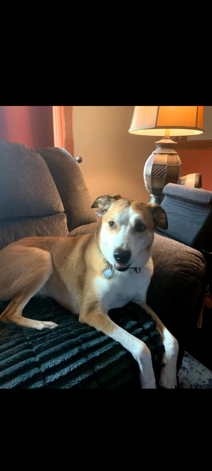 Enlarge Churro!, an adopted mixed breed in Omaha, NE image 2/3