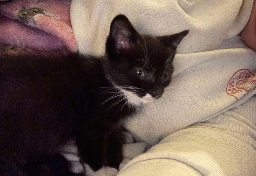 Enlarge Romeo, a Adoptable Domestic Short Hair in Virginia Beach, VA image 1/3