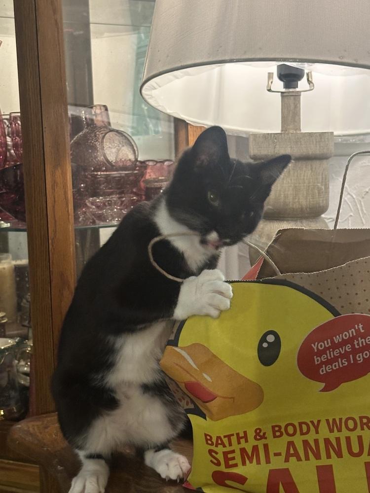 Enlarge Romeo, a Adoptable Domestic Short Hair in Virginia Beach, VA image 2/3