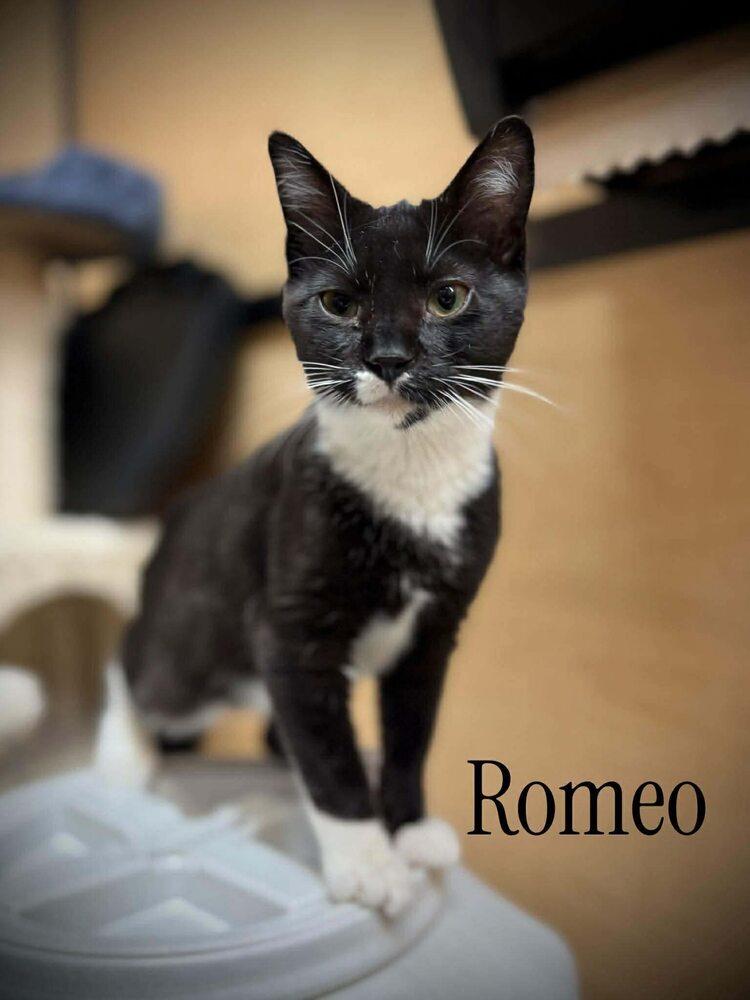 Enlarge Romeo, a Adoptable Domestic Short Hair in Virginia Beach, VA image 3/3