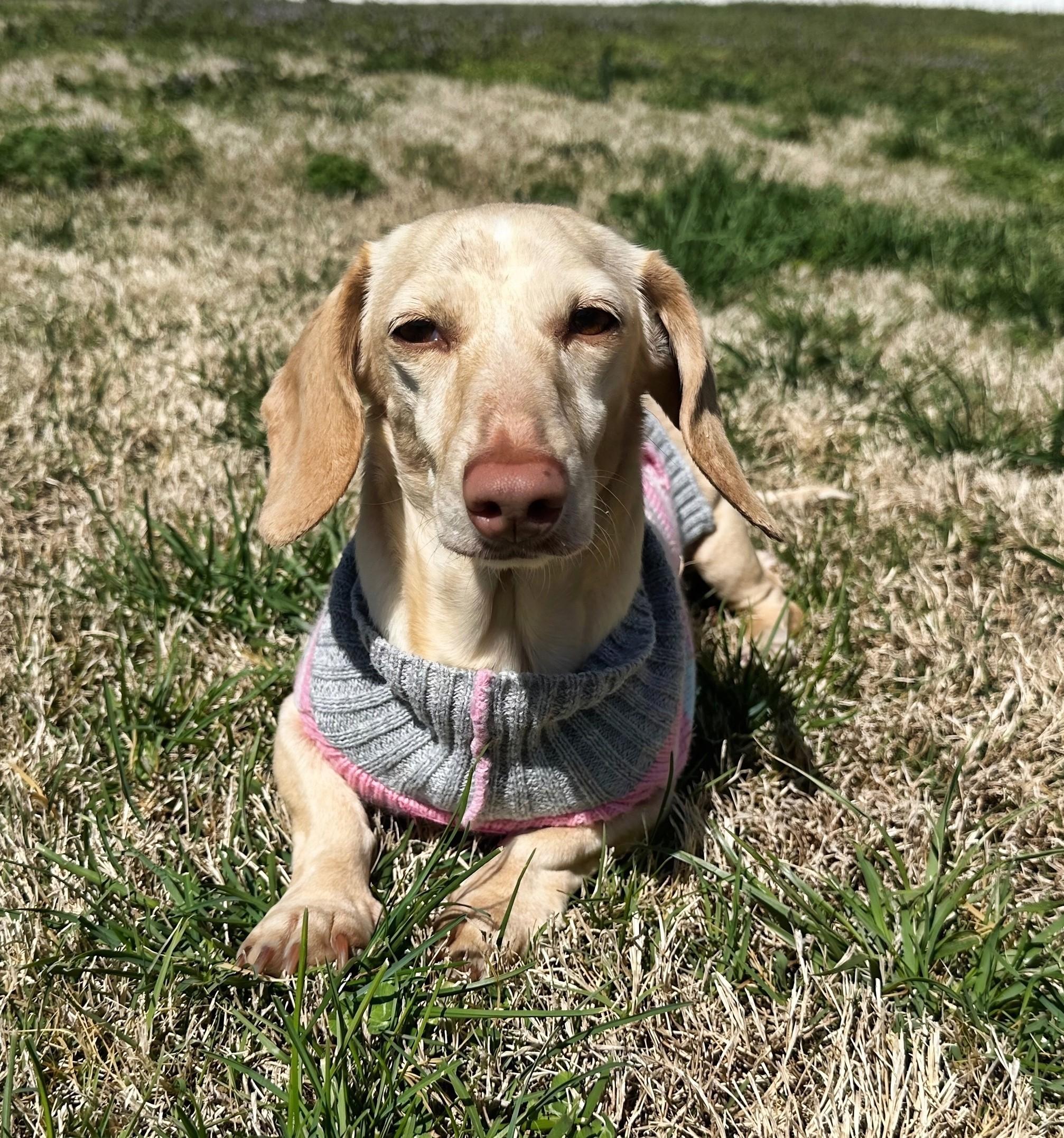 Luna in KY, ADOPTABLE, Adult Female Dachshund.