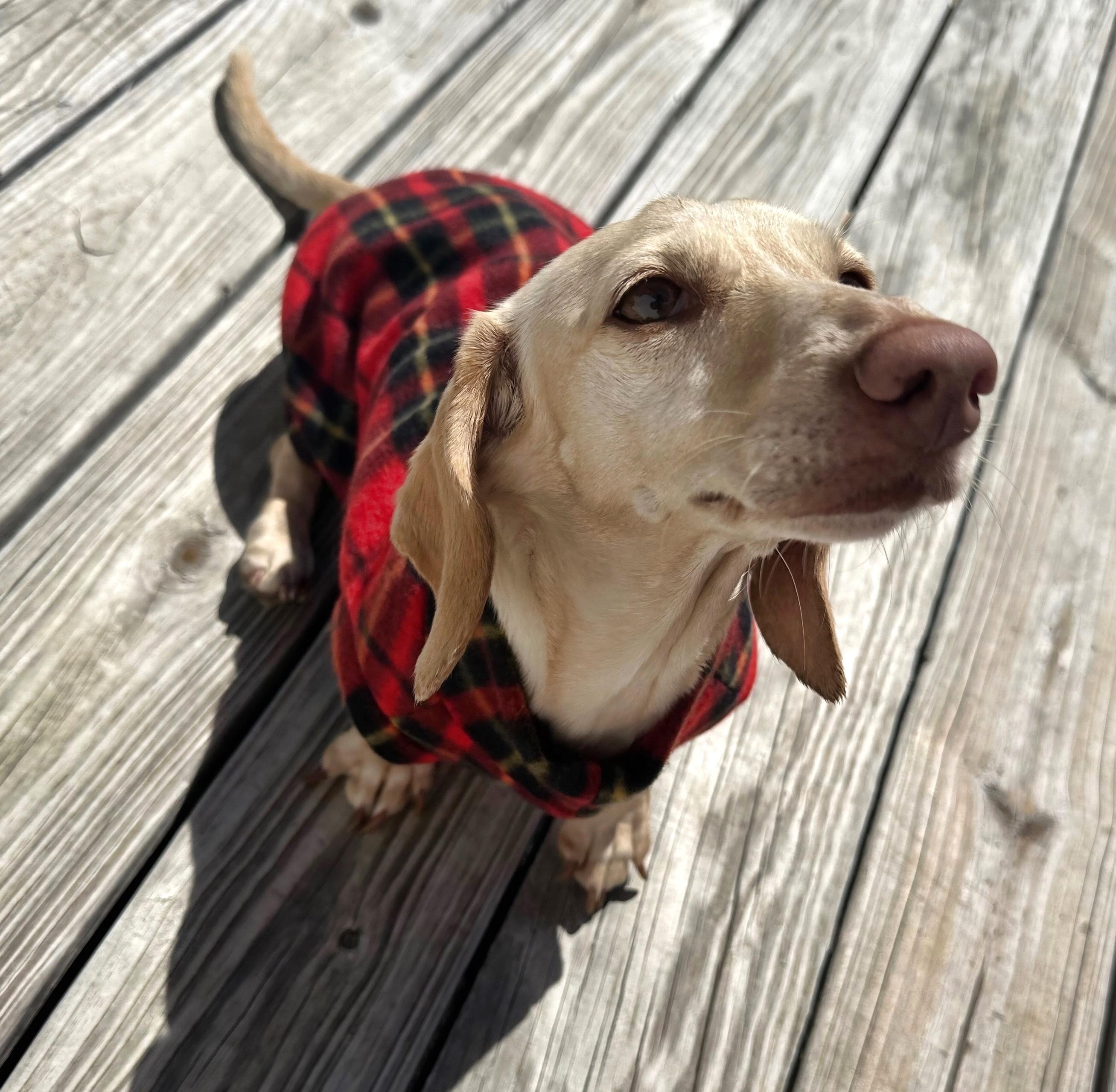 Enlarge Luna in KY, a ADOPTABLE Dachshund in Benton, KY image 3/6