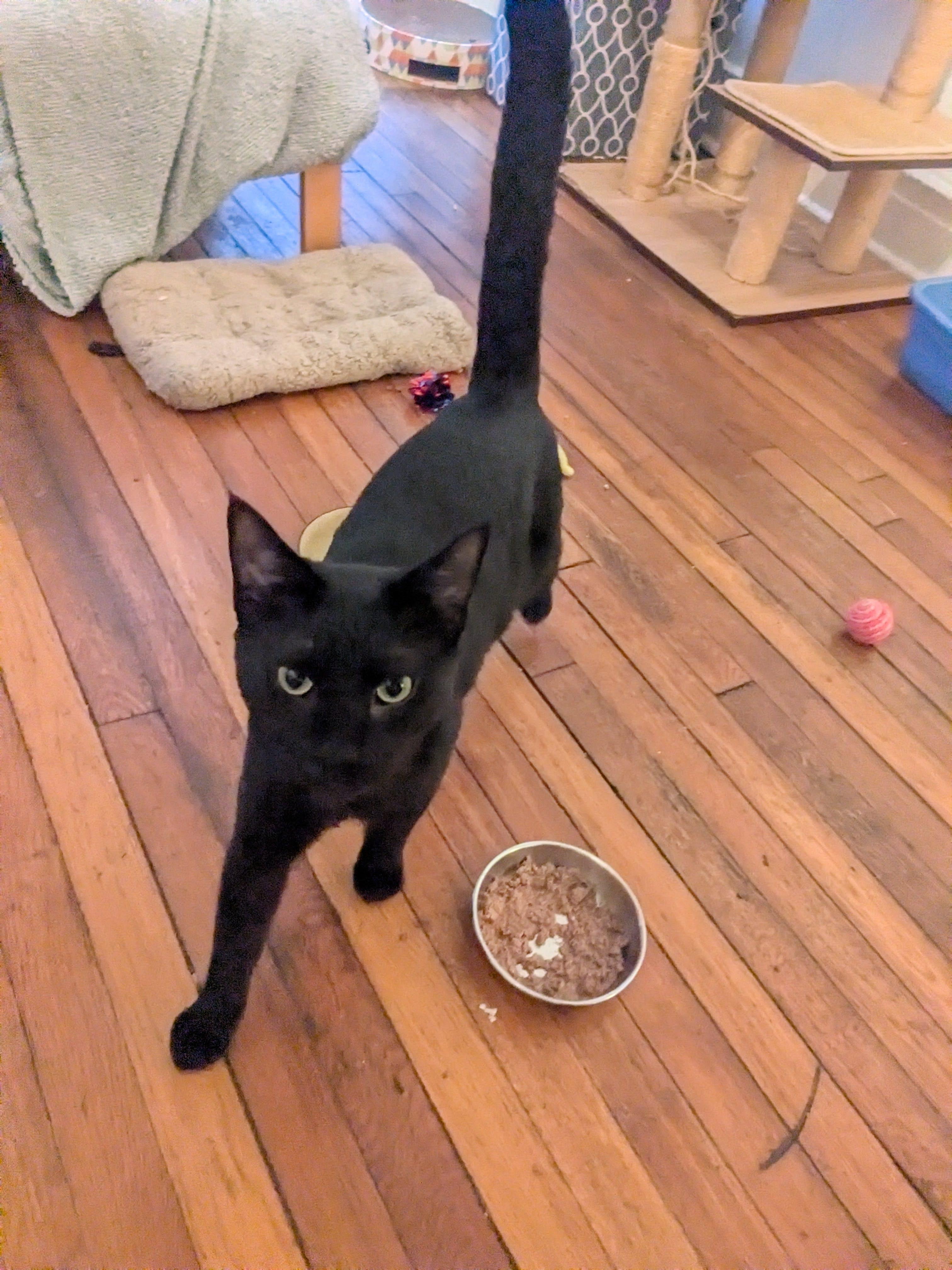 Trevor, ADOPTABLE, Adult Male American Shorthair.