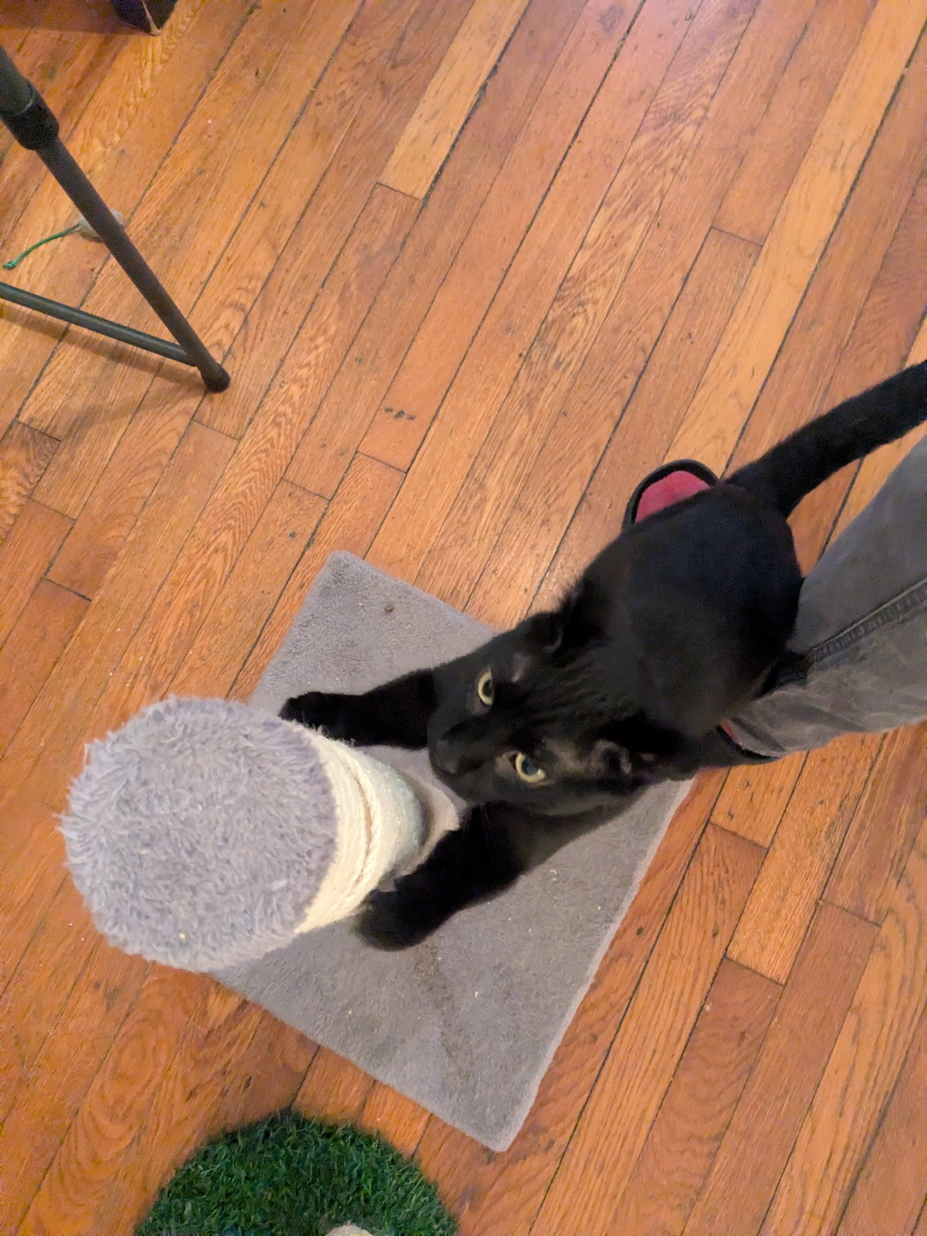 Trevor, a ADOPTABLE American Shorthair in Brooklyn, NY image 2/5