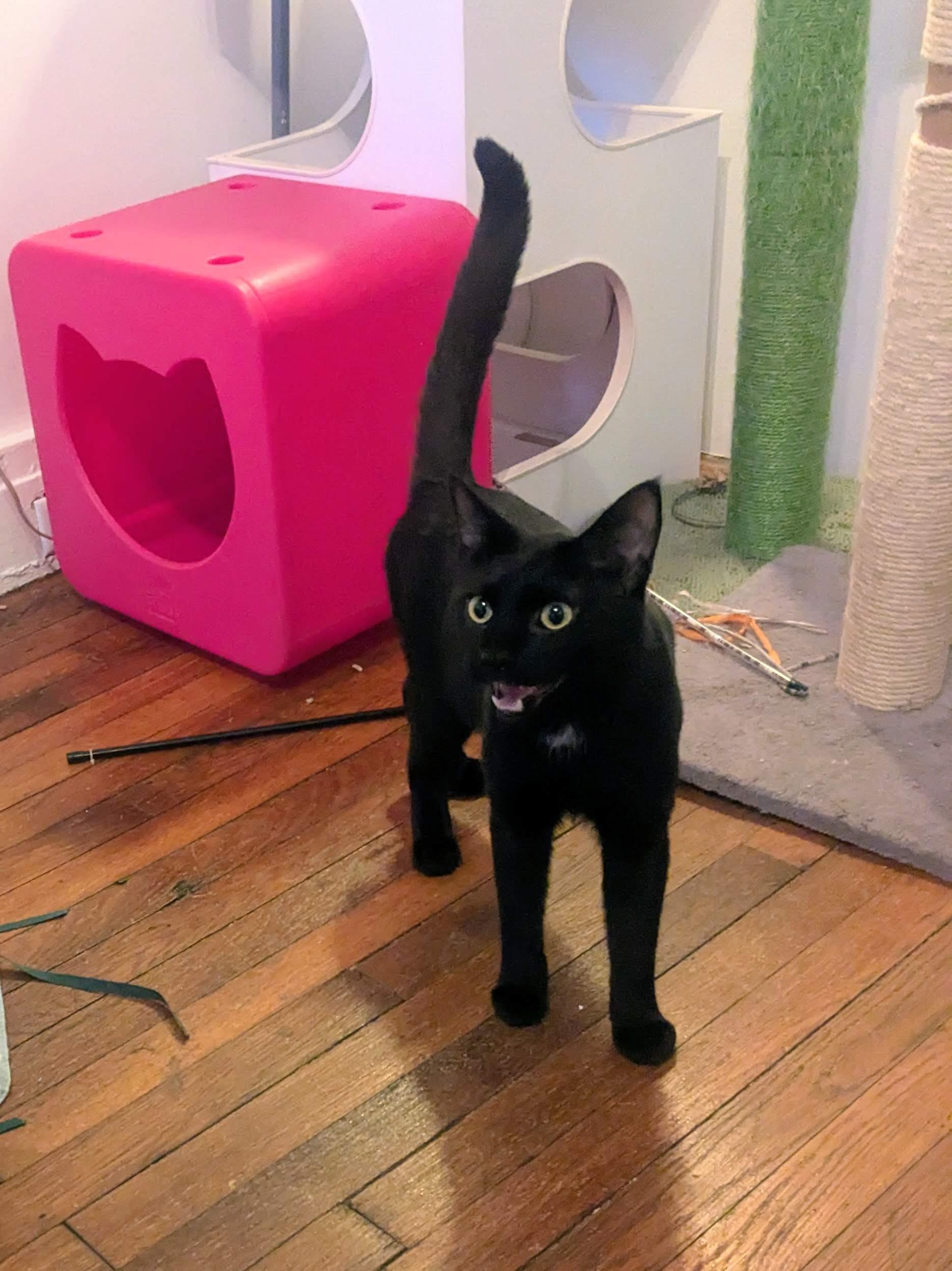 Trevor, a ADOPTABLE American Shorthair in Brooklyn, NY image 3/5