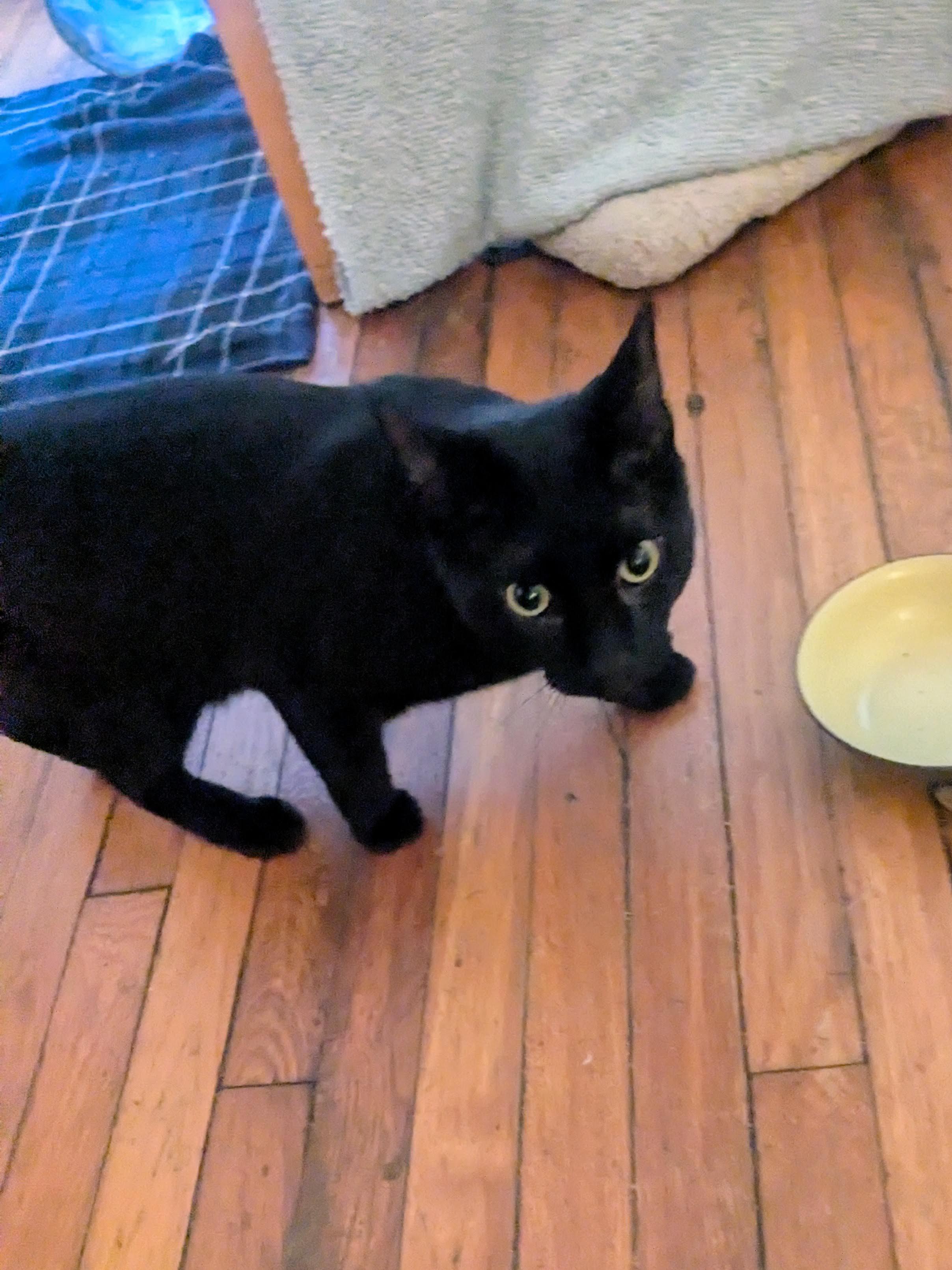 Trevor, a ADOPTABLE American Shorthair in Brooklyn, NY image 4/5