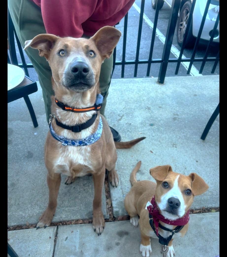 Enlarge Windago, a ADOPTABLE mixed breed in Mississauga, ON image 6/6