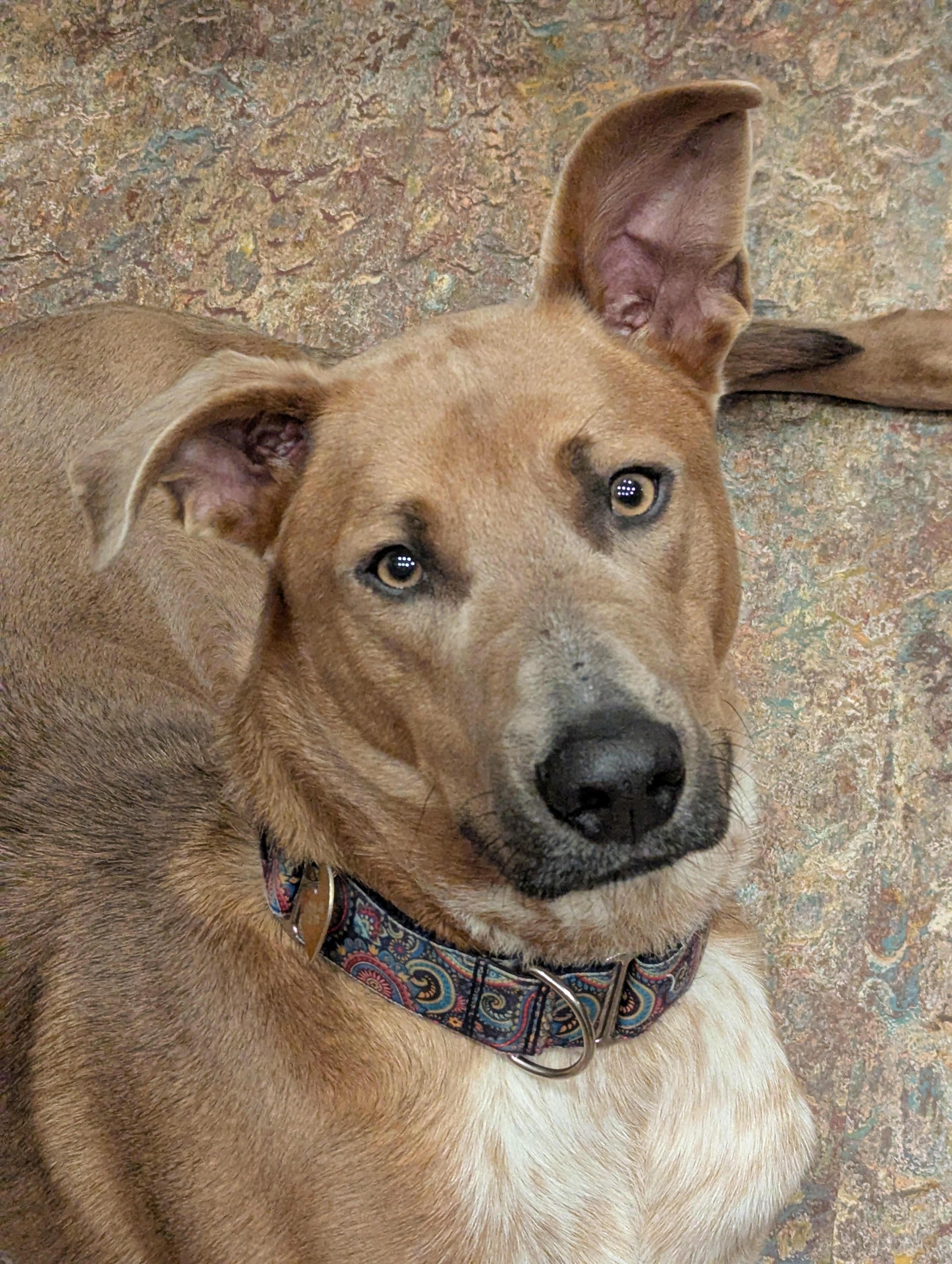 Enlarge Windago, a ADOPTABLE mixed breed in Mississauga, ON image 4/6