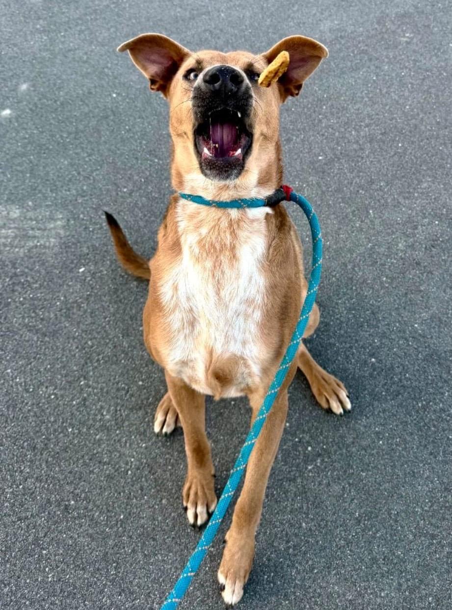 Enlarge Windago, a ADOPTABLE mixed breed in Mississauga, ON image 3/6