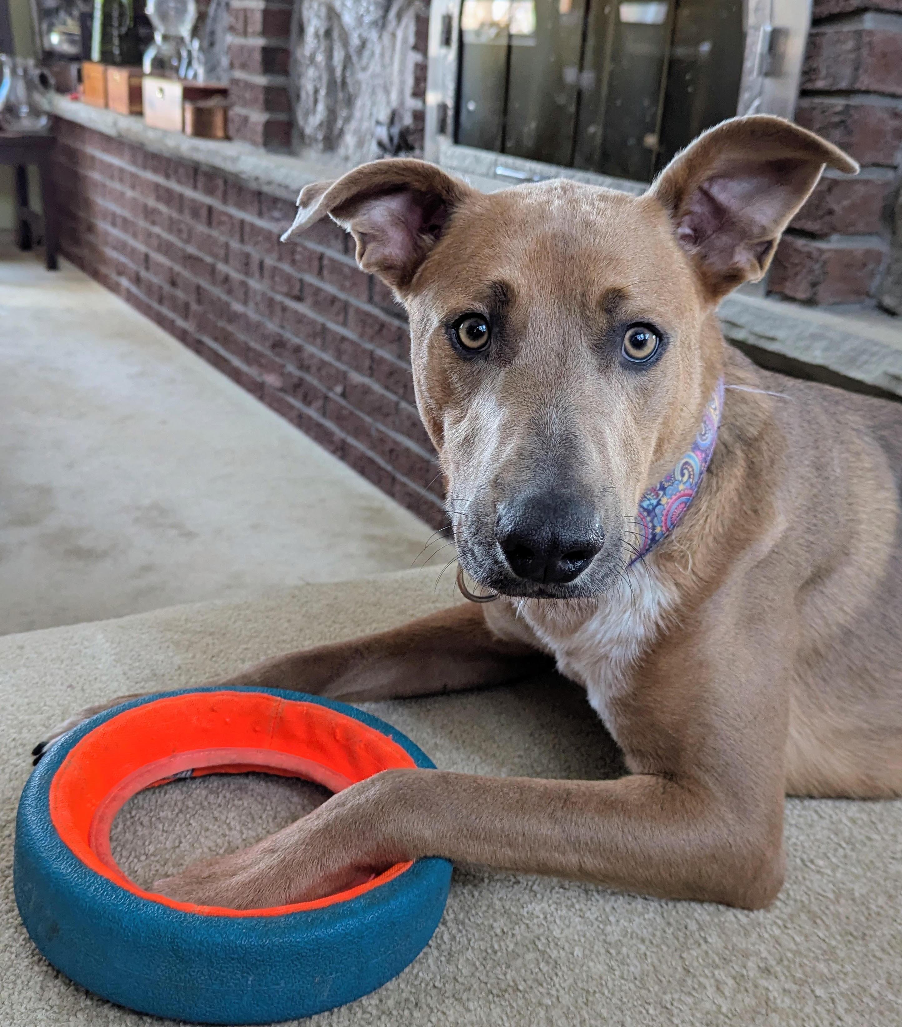 Enlarge Windago, a ADOPTABLE mixed breed in Mississauga, ON image 5/6