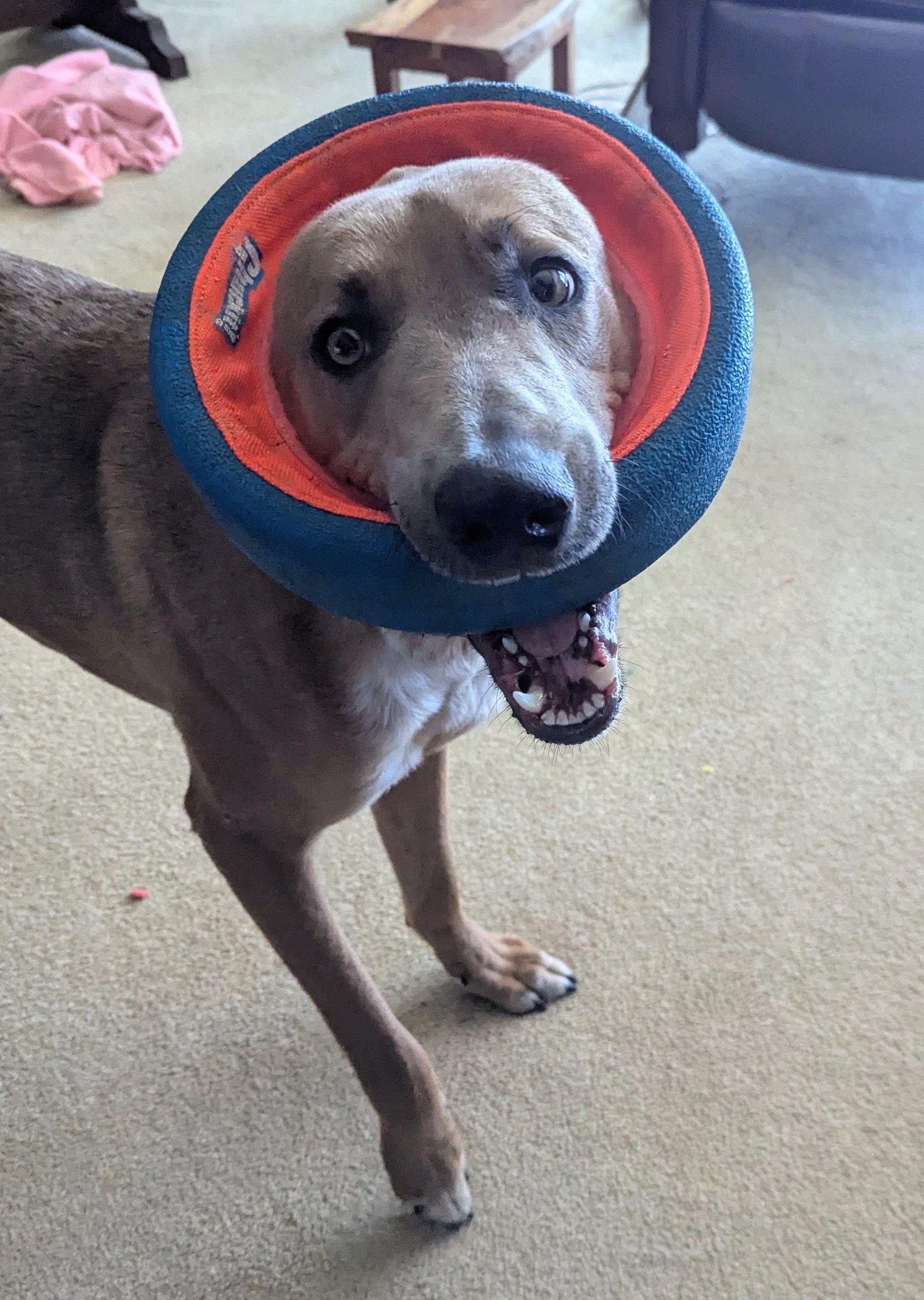 Enlarge Windago, a ADOPTABLE mixed breed in Mississauga, ON image 2/6