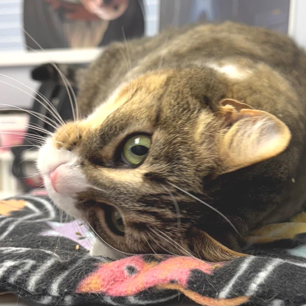 Fletcher, Adoptable, Adult Female Domestic Short Hair.