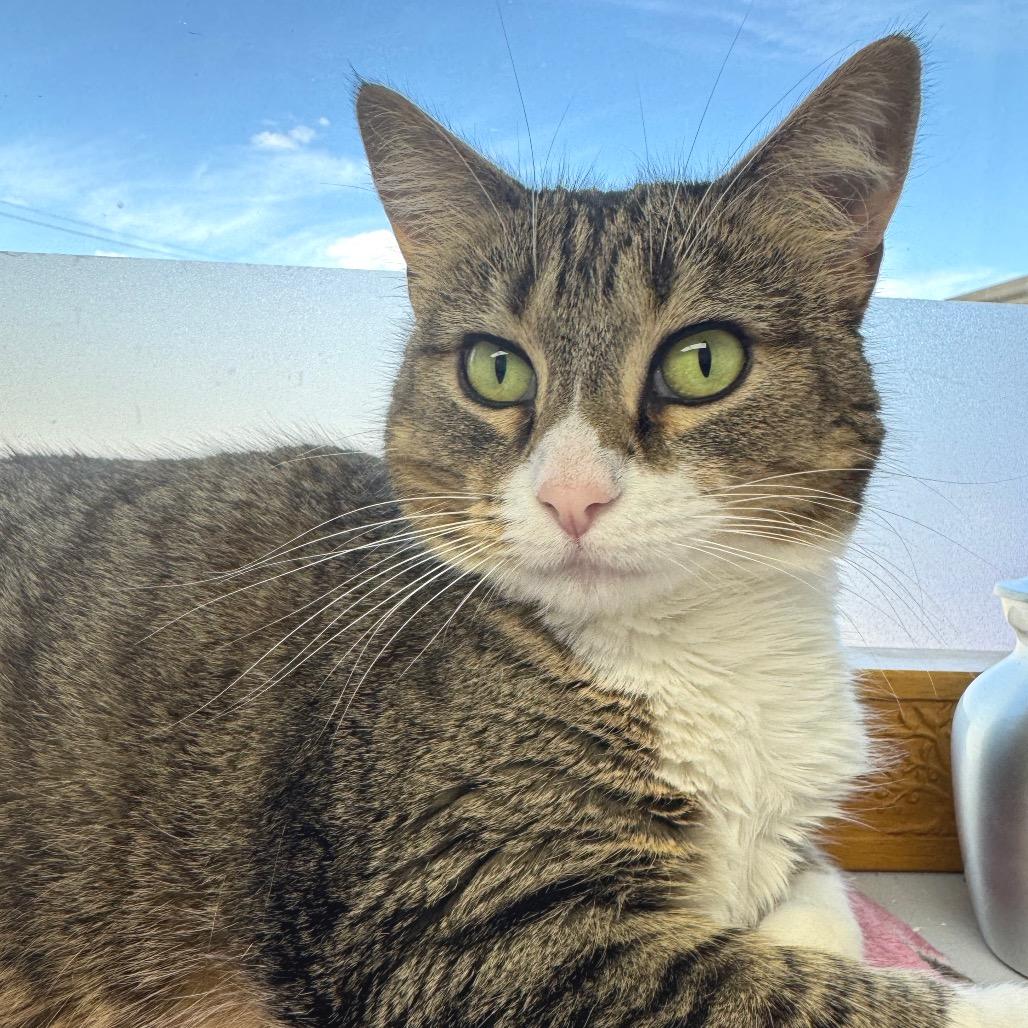 Fletcher, a Adoptable Domestic Short Hair in Zimmerman, MN image 2/2