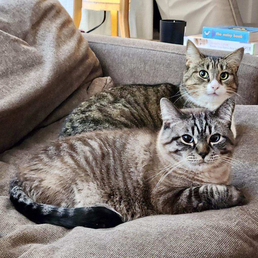 Enlarge Fletcher, a Adoptable Domestic Short Hair in Zimmerman, MN image 2/2