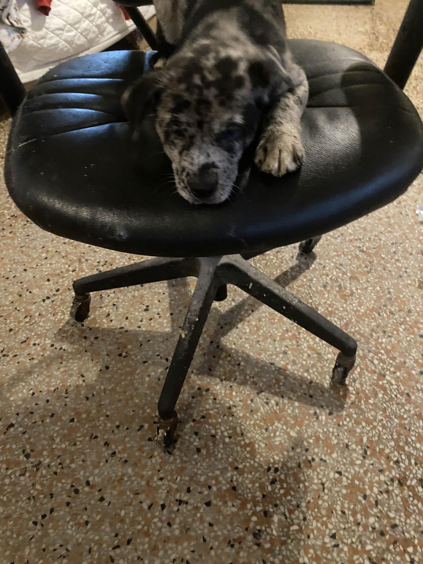 Enlarge Gunnison, a Adopted Catahoula Leopard Dog in Sanford, FL image 1/3