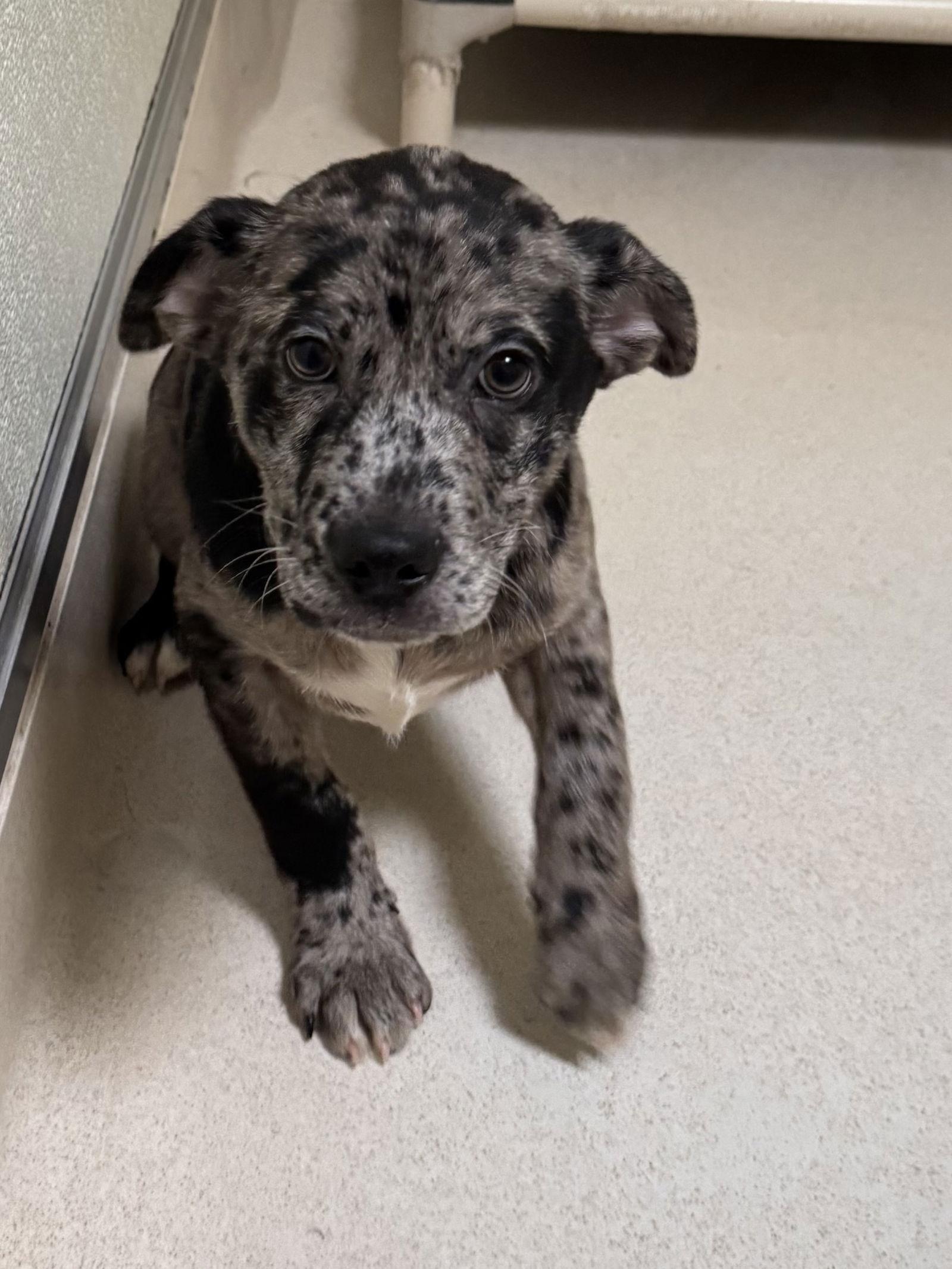 Enlarge Gunnison, a Adopted Catahoula Leopard Dog in Sanford, FL image 2/3