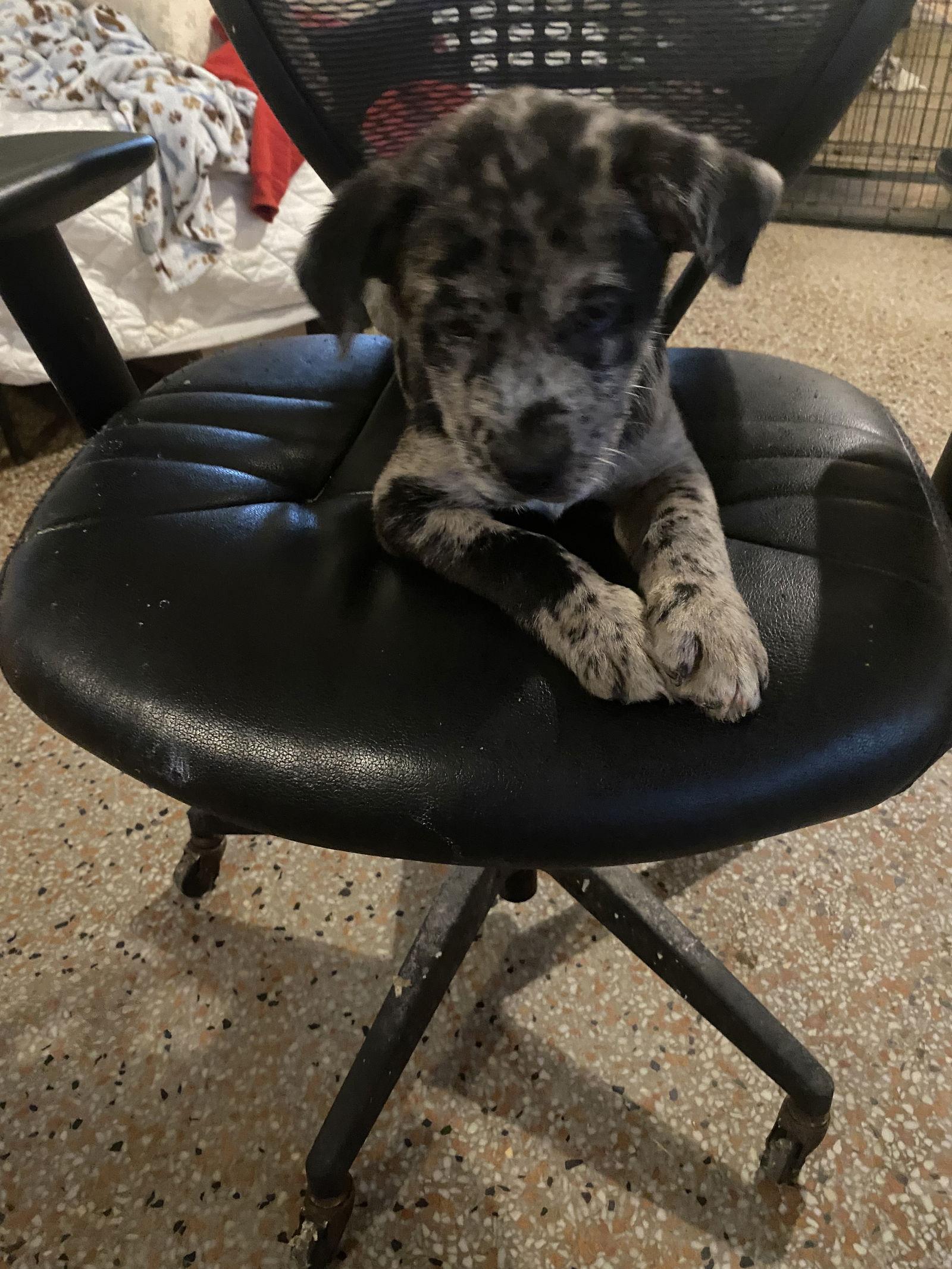 Enlarge Gunnison, a Adopted Catahoula Leopard Dog in Sanford, FL image 3/3