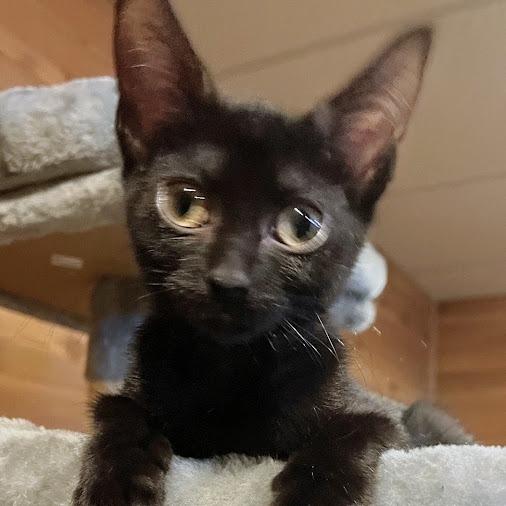Enlarge Licorice, a Adoptable Domestic Short Hair in Grand Island, NE image 1/1