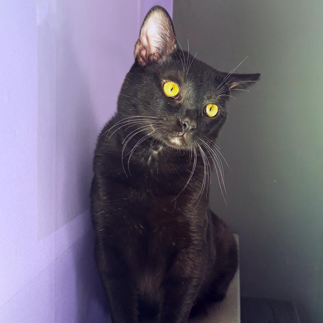 Enlarge Sombra, an adoptable Domestic Short Hair in Asheville, NC image 1/1