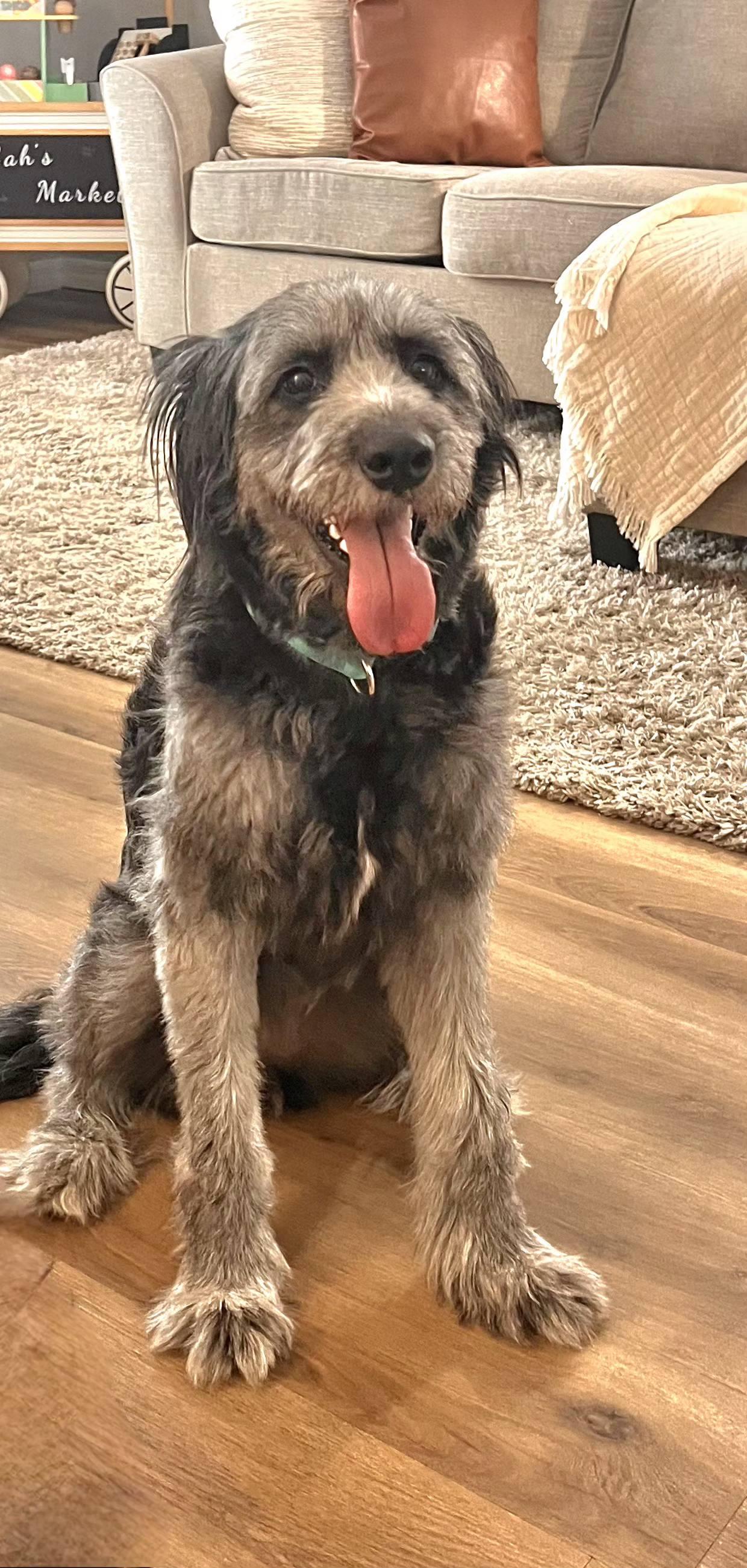 Rosie - F, Adopted, Young Female Irish Wolfhound & Standard Poodle.