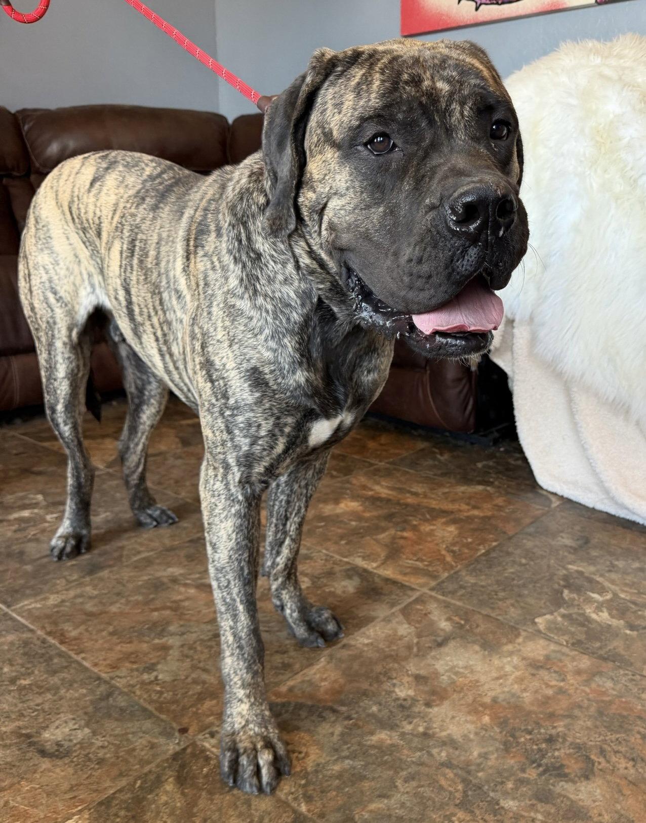 Enlarge Wyatt - WE were adopted !!, a Adoptable Mastiff in Glendale, AZ image 1/3