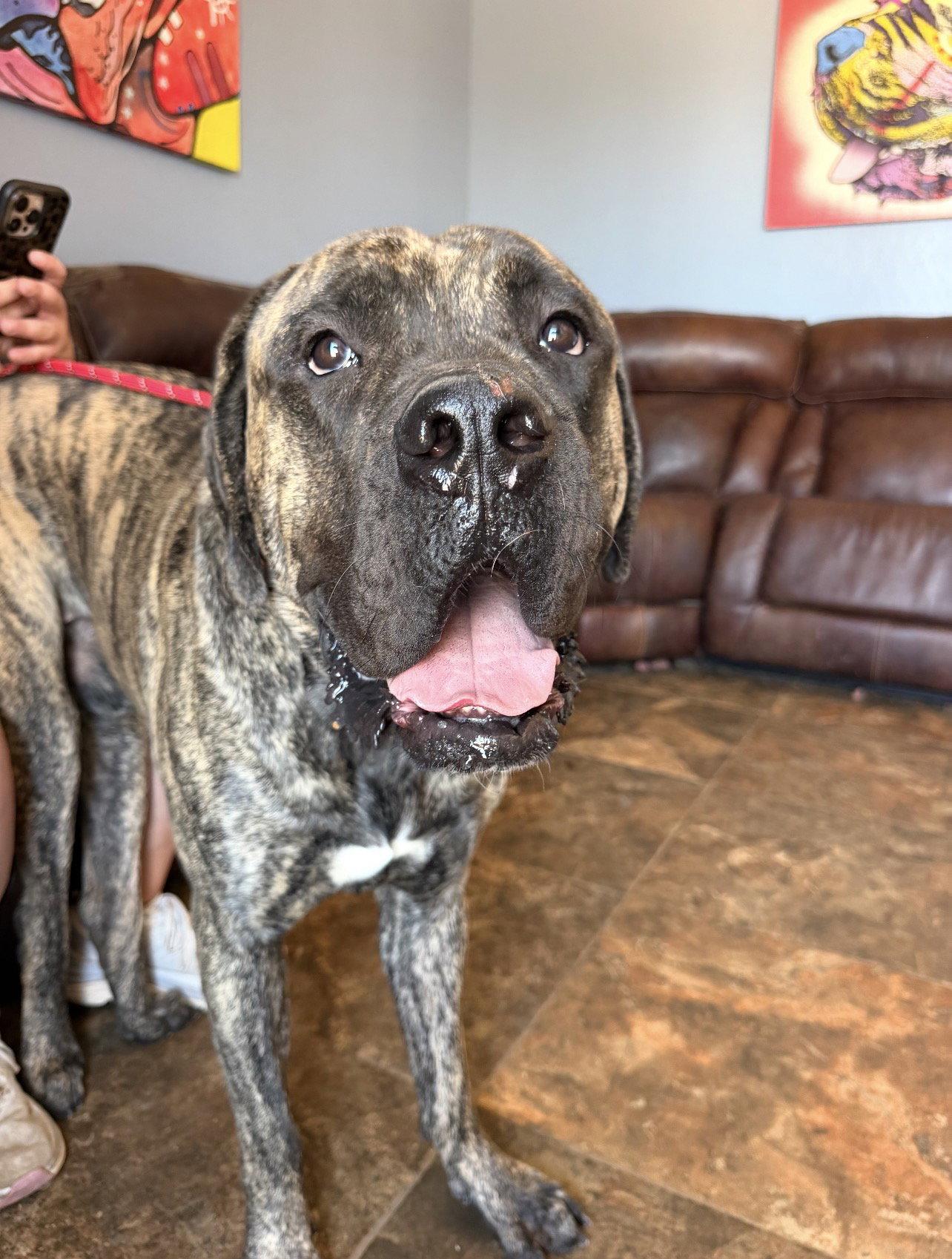 Enlarge Wyatt - WE were adopted !!, a Adoptable Mastiff in Glendale, AZ image 2/3