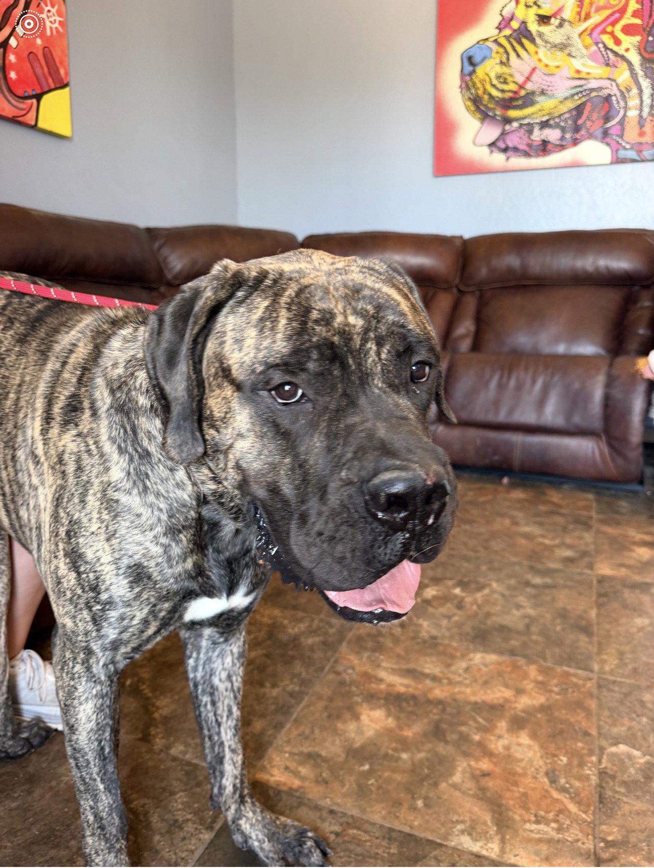 Enlarge Wyatt - WE were adopted !!, a Adoptable Mastiff in Glendale, AZ image 3/3