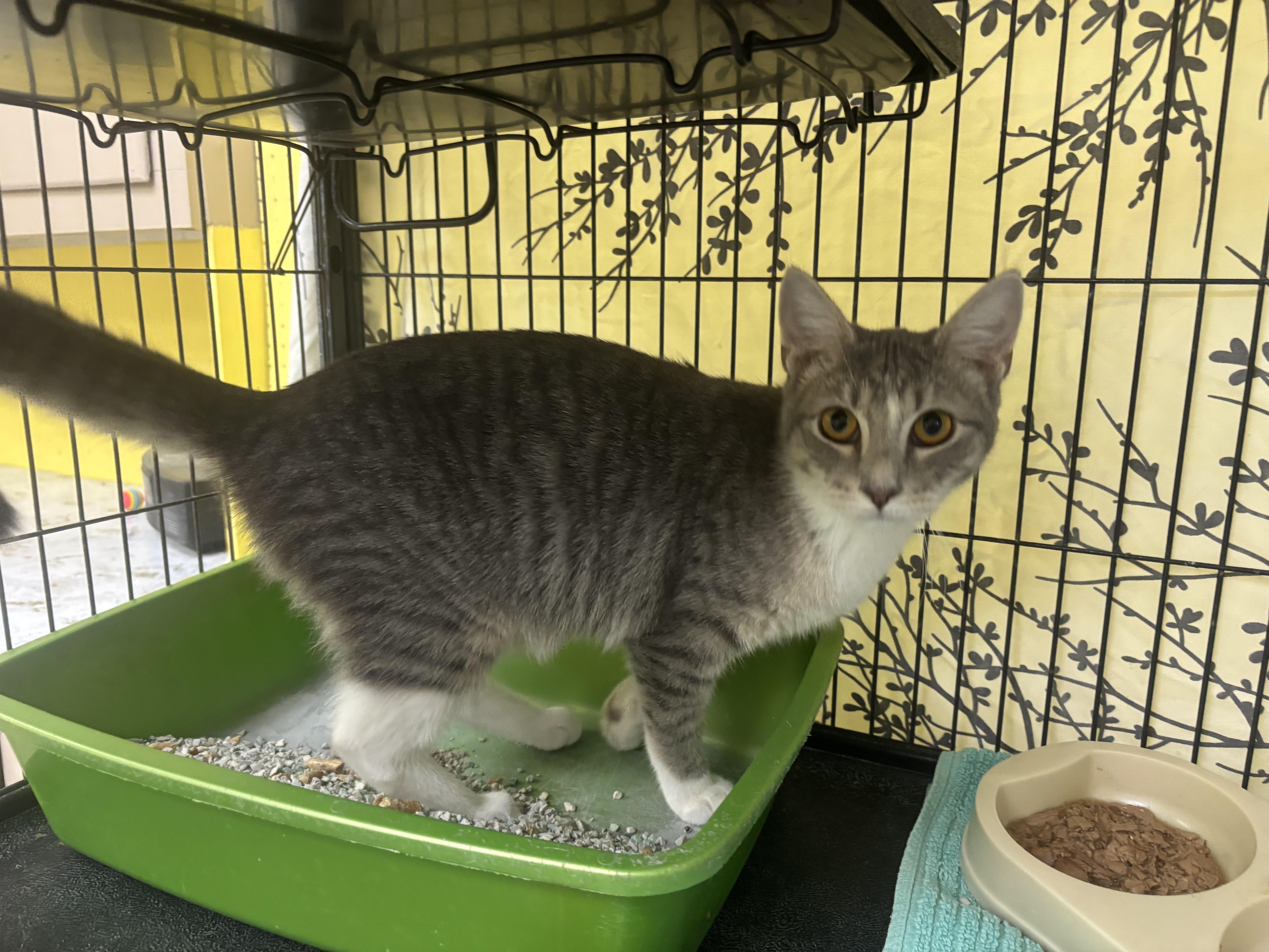 Enlarge Brownie, a Adopted Domestic Short Hair in Lyndhurst, NJ image 1/1