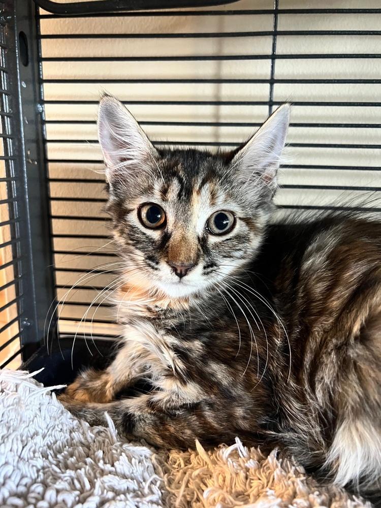 Maria, Adoptable, Kitten Female Domestic Medium Hair & Domestic Long Hair.