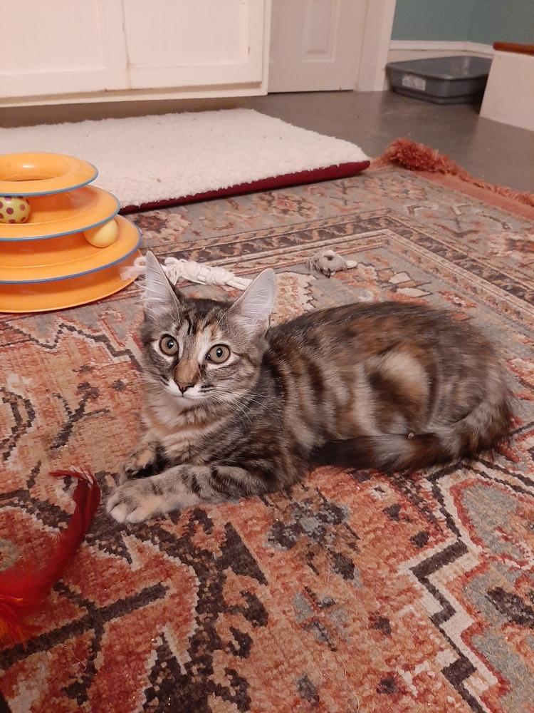 Maria, a Adoptable mixed breed in Lafayette, CO image 2/5