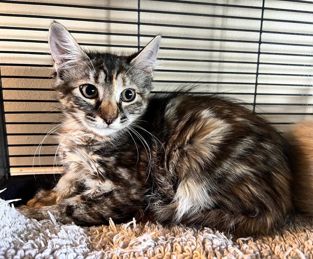 Maria, a Adoptable mixed breed in Lafayette, CO image 3/5