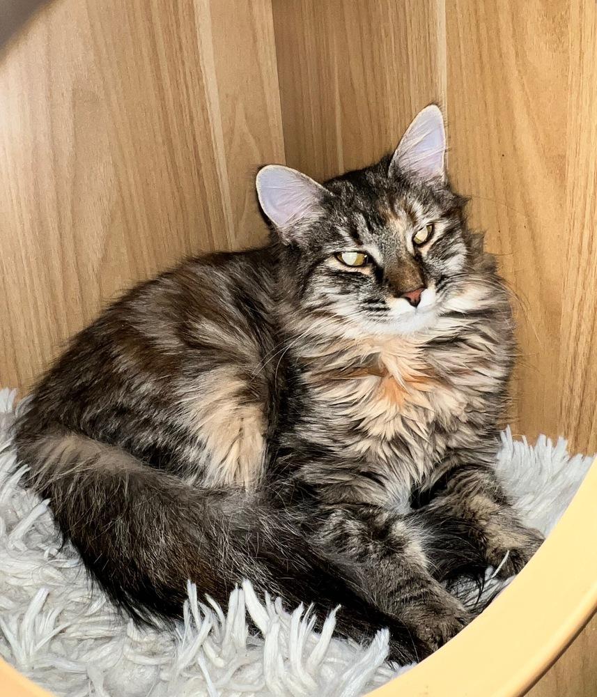 Maria, a Adoptable mixed breed in Lafayette, CO image 4/5