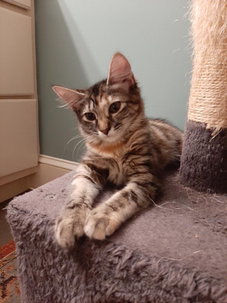 Maria, a Adoptable mixed breed in Lafayette, CO image 5/5