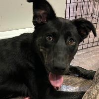 Enlarge Maggie, a Adoptable mixed breed in Albany, NY image 2/2