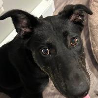 Maggie, Adoptable, Adult Female Shepherd.