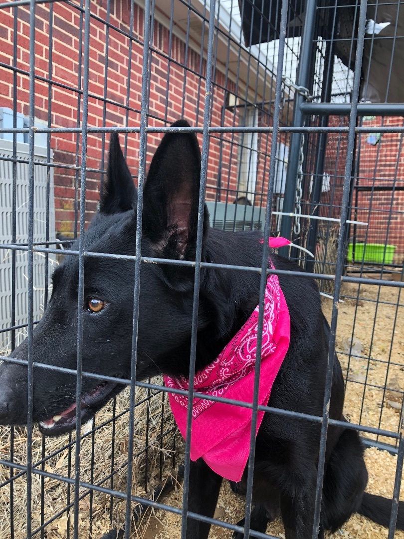 Onyx, Adoptable, Young Female German Shepherd Dog.