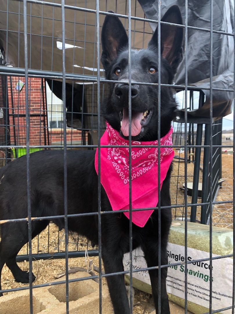 Onyx, a Adoptable German Shepherd Dog in Haslet, TX image 2/4