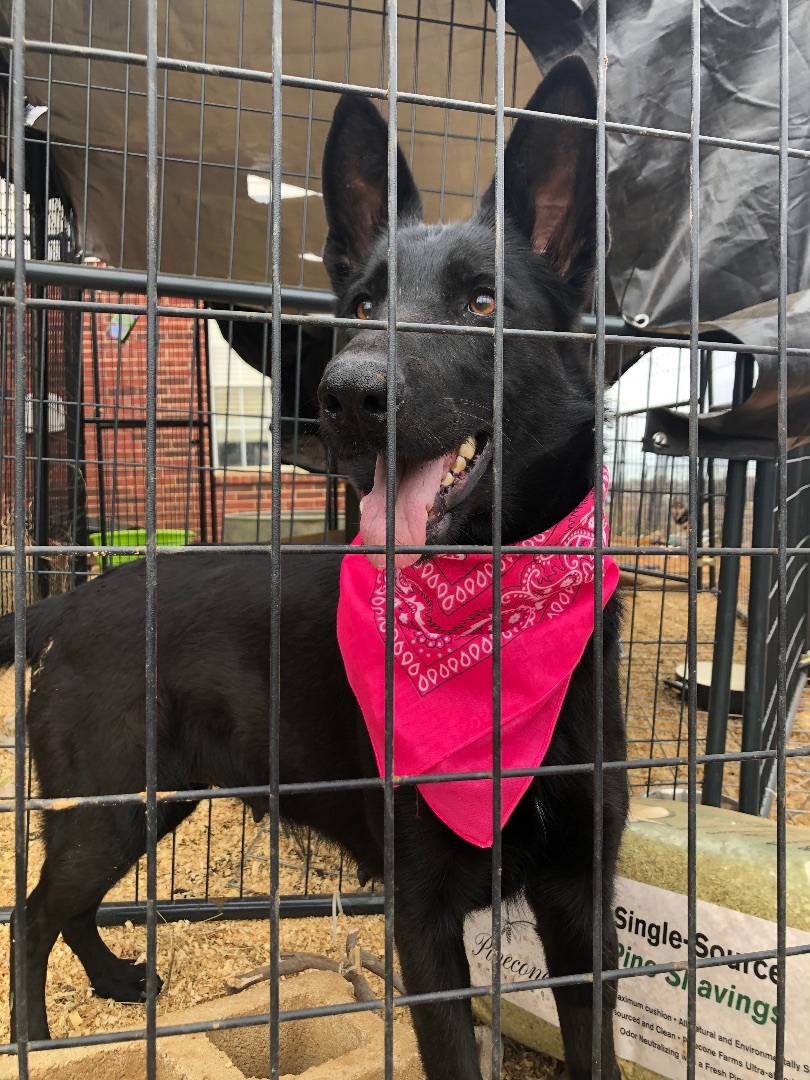 Onyx, a Adoptable German Shepherd Dog in Haslet, TX image 3/4