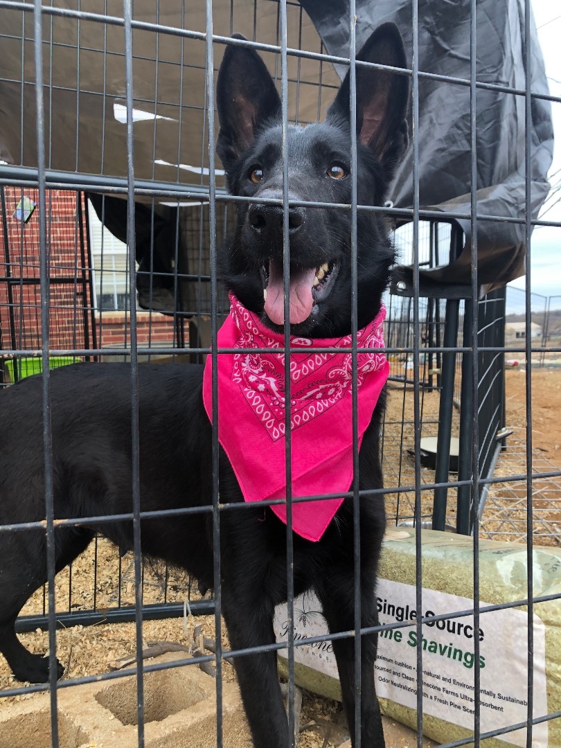 Onyx, a Adoptable German Shepherd Dog in Haslet, TX image 4/4