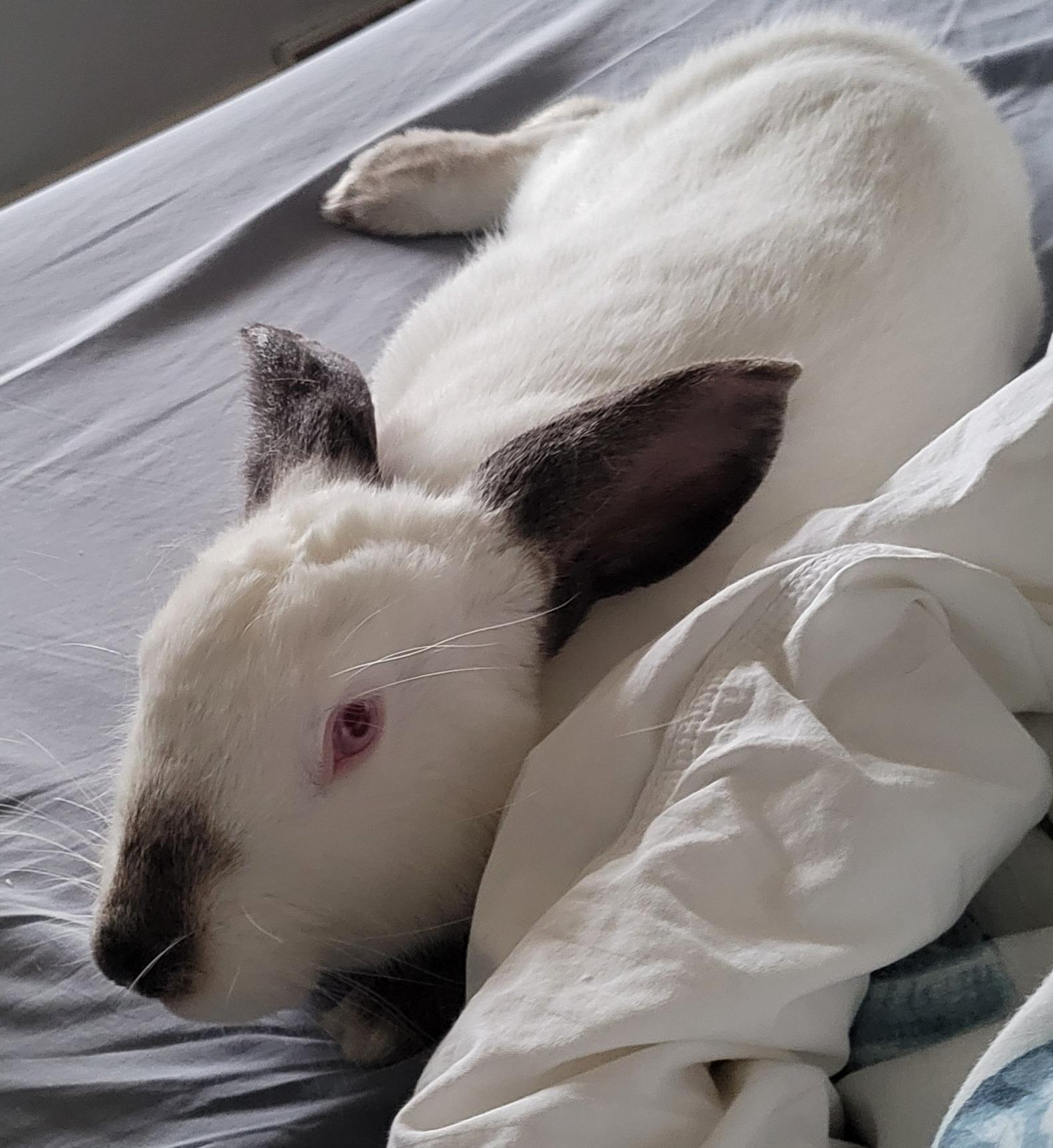 Don Bandito, ADOPTABLE, Young Female Californian.