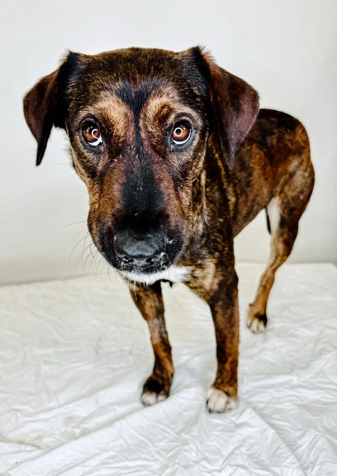 Channy, Young Female Hound
