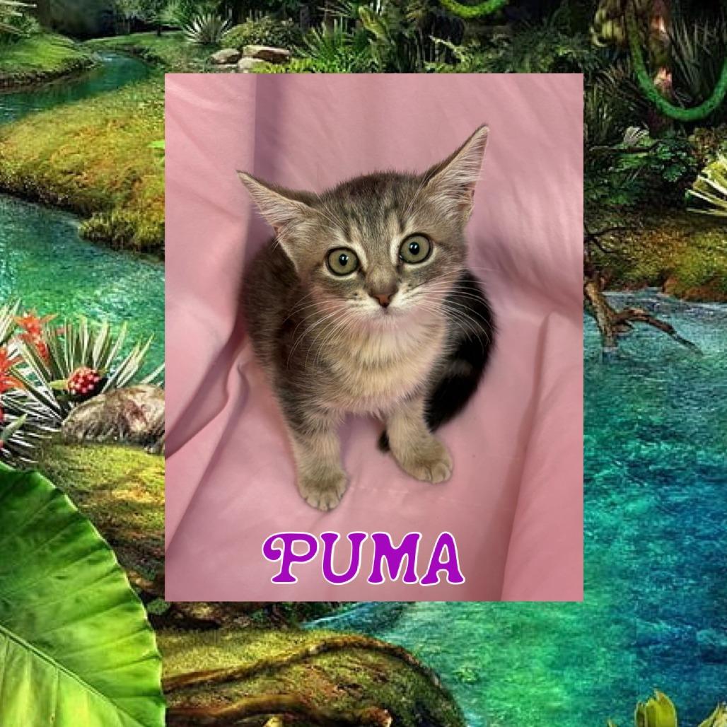 Enlarge Puma, a Adoptable Domestic Medium Hair in Royse City, TX image 1/3