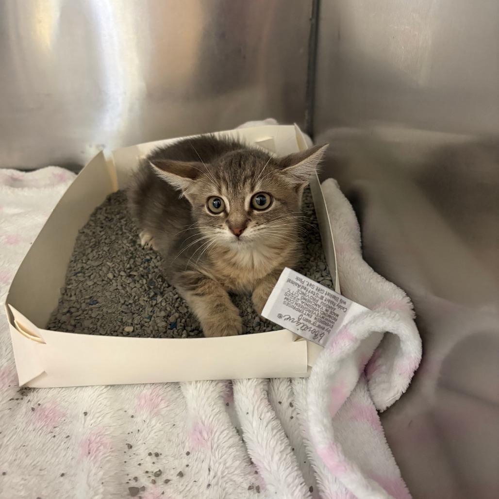 Enlarge Puma, a Adoptable Domestic Medium Hair in Royse City, TX image 2/3