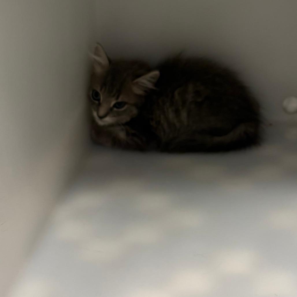 Enlarge Puma, a Adoptable Domestic Medium Hair in Royse City, TX image 3/3